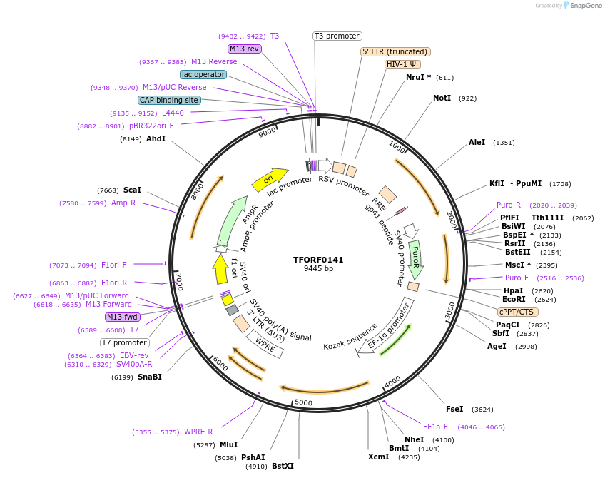 142462-plasmid-map-sequence-id-397207