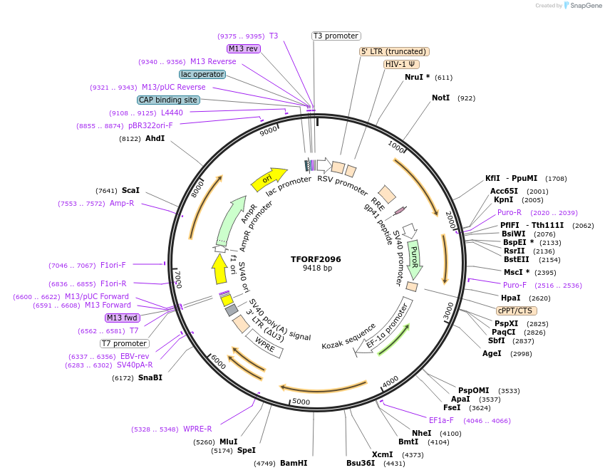 141919-plasmid-map-sequence-id-397211