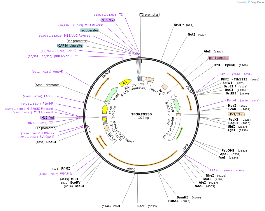 142466-plasmid-map-sequence-id-397215