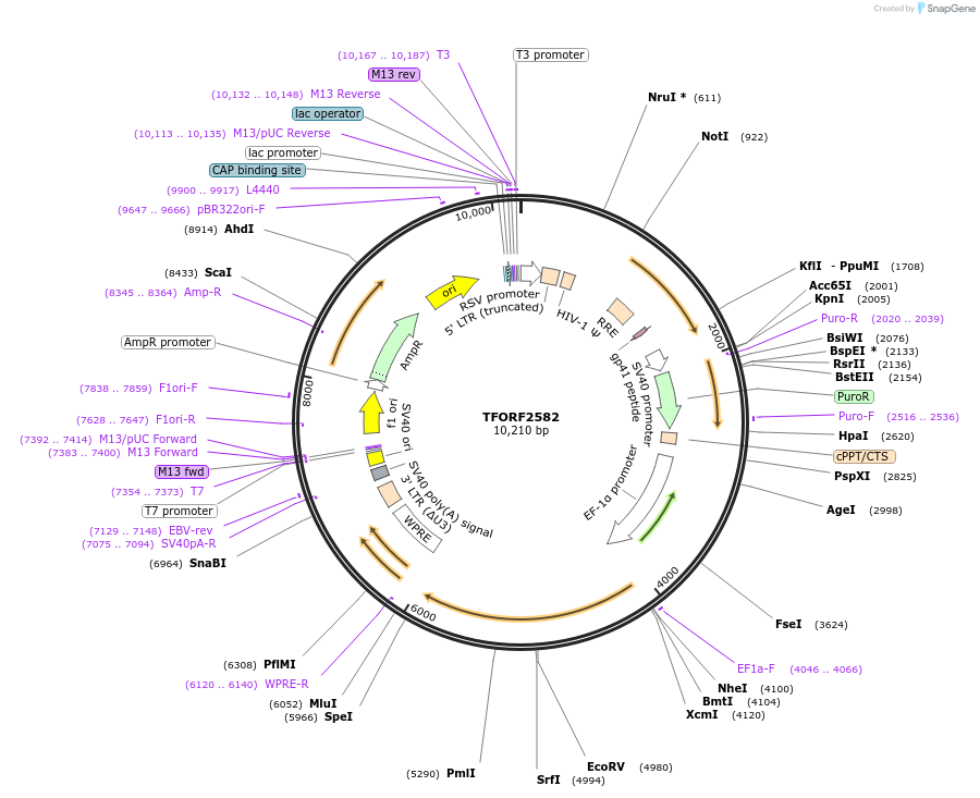 142436-plasmid-map-sequence-id-397216