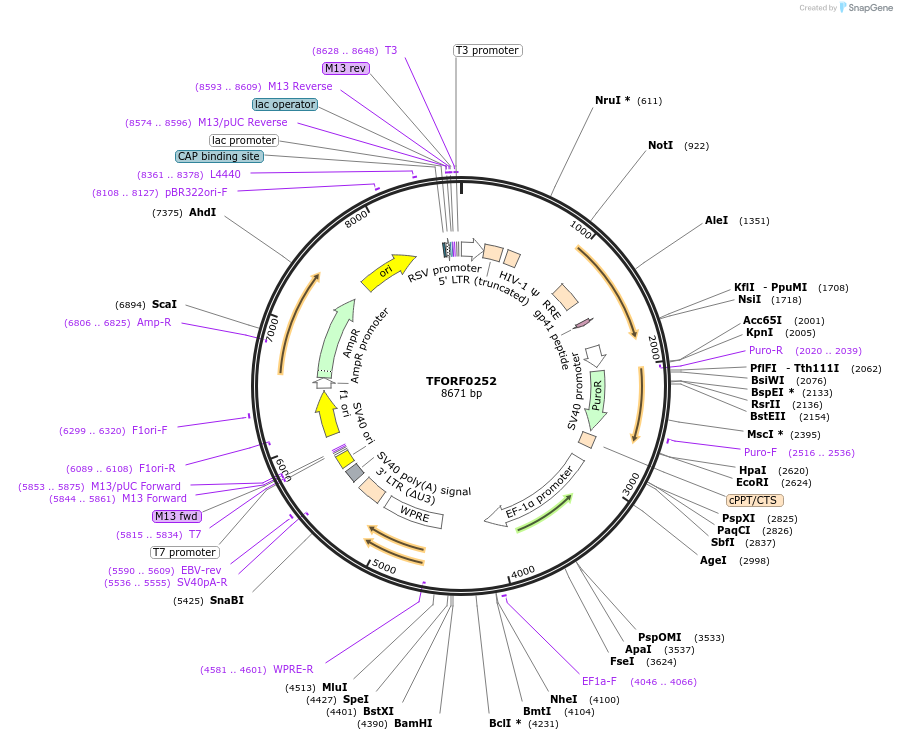 142493-plasmid-map-sequence-id-397219