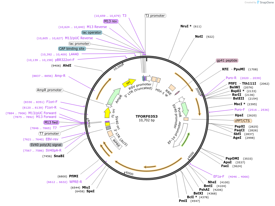 143209-plasmid-map-sequence-id-397221