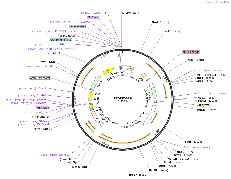 142455-plasmid-map-sequence-id-397222