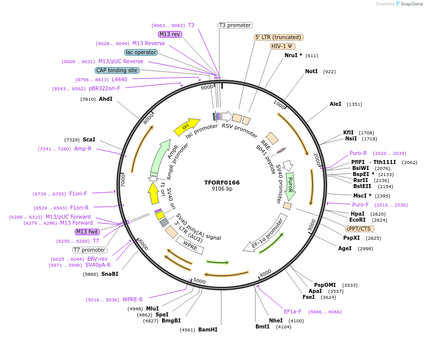 142473-plasmid-map-sequence-id-397234