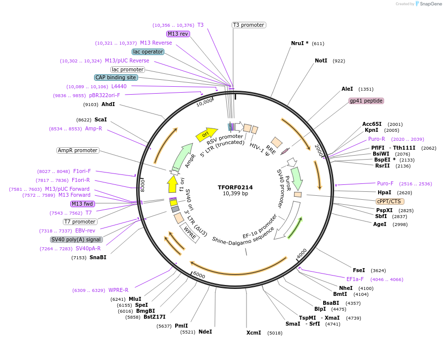 142486-plasmid-map-sequence-id-397235