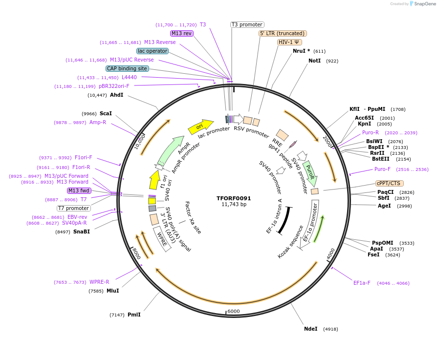 142457-plasmid-map-sequence-id-397236