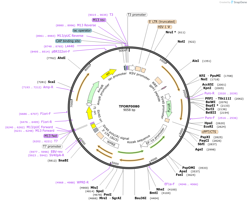142451-plasmid-map-sequence-id-397238