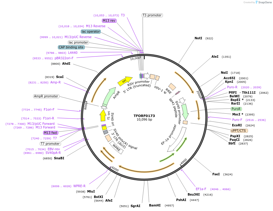 142474-plasmid-map-sequence-id-397241