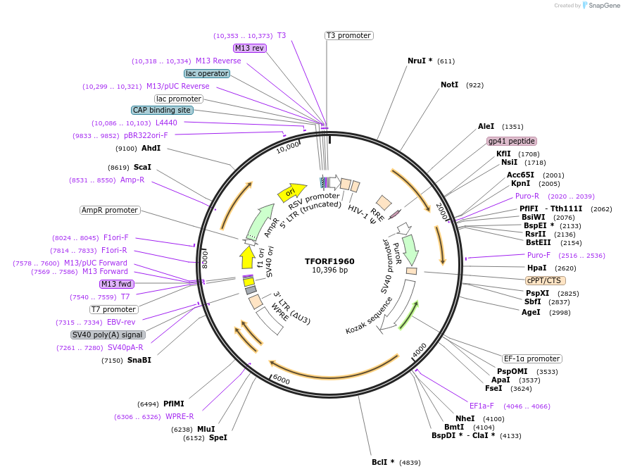 142517-plasmid-map-sequence-id-397243