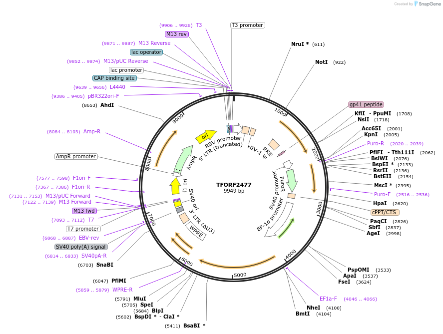 142431-plasmid-map-sequence-id-397245