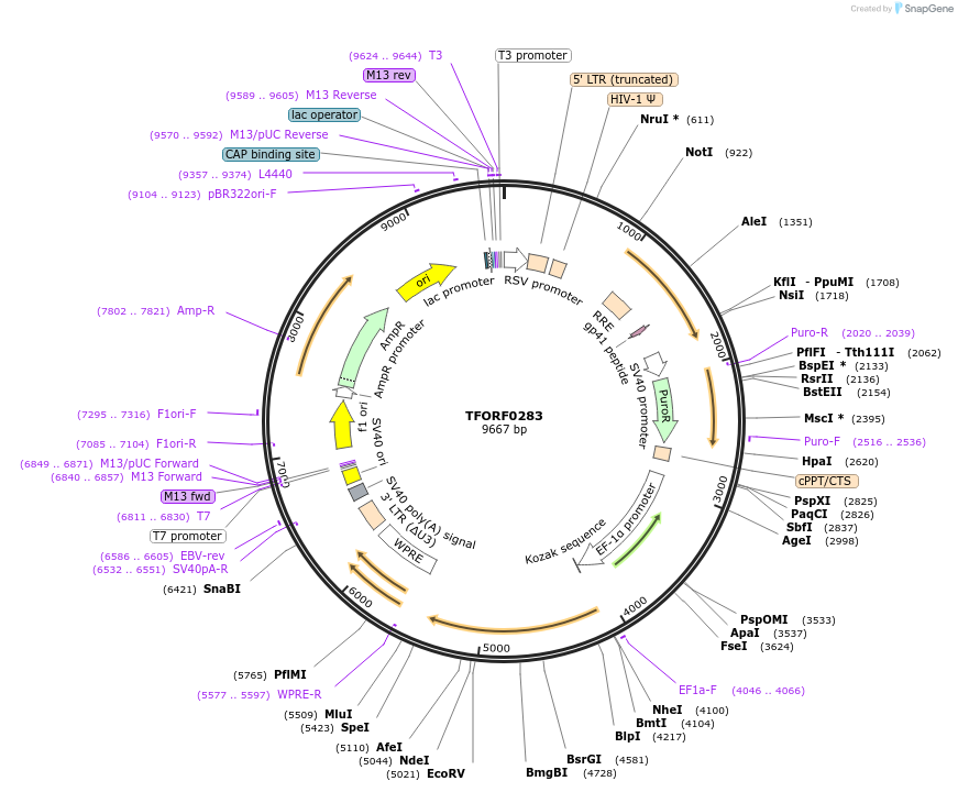 142508-plasmid-map-sequence-id-397247