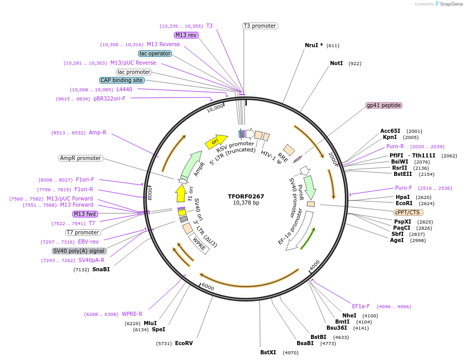 142502-plasmid-map-sequence-id-397249