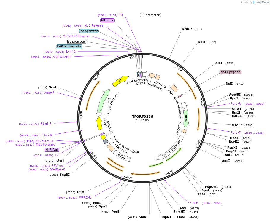 142489-plasmid-map-sequence-id-397253