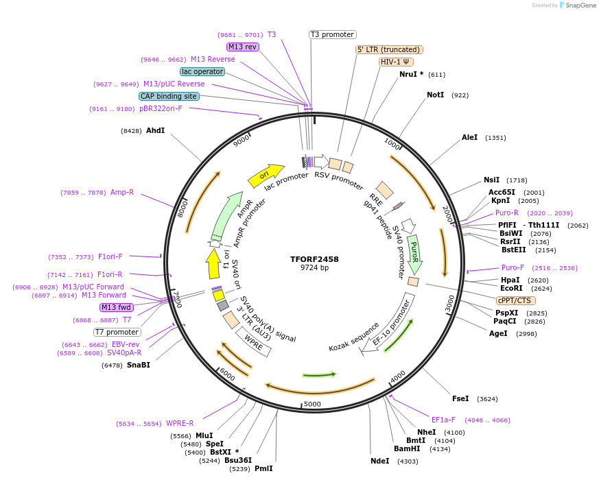 142429-plasmid-map-sequence-id-397254