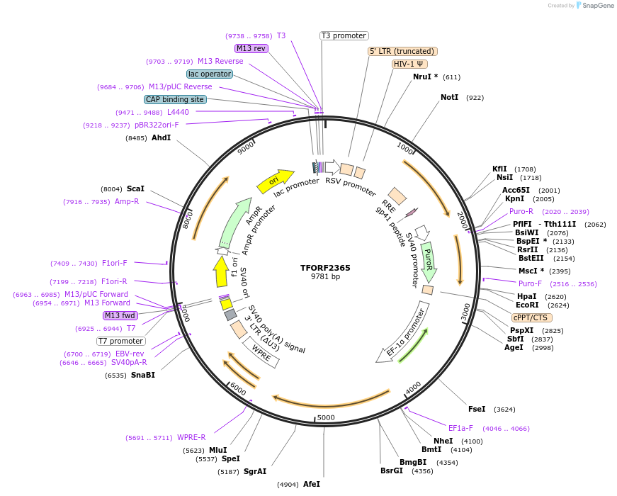 142437-plasmid-map-sequence-id-397271