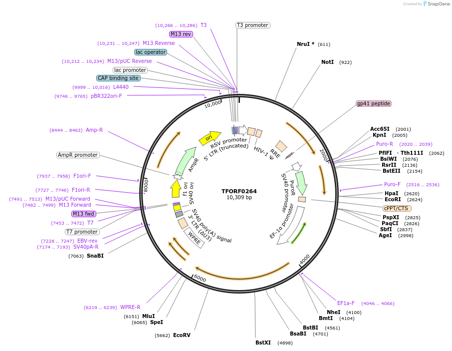 142501-plasmid-map-sequence-id-397272