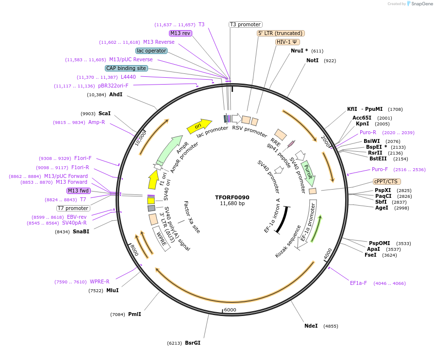 142456-plasmid-map-sequence-id-397273