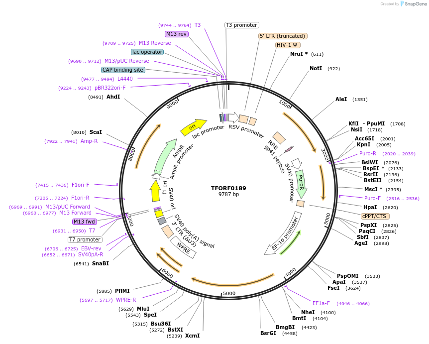 142478-plasmid-map-sequence-id-397274