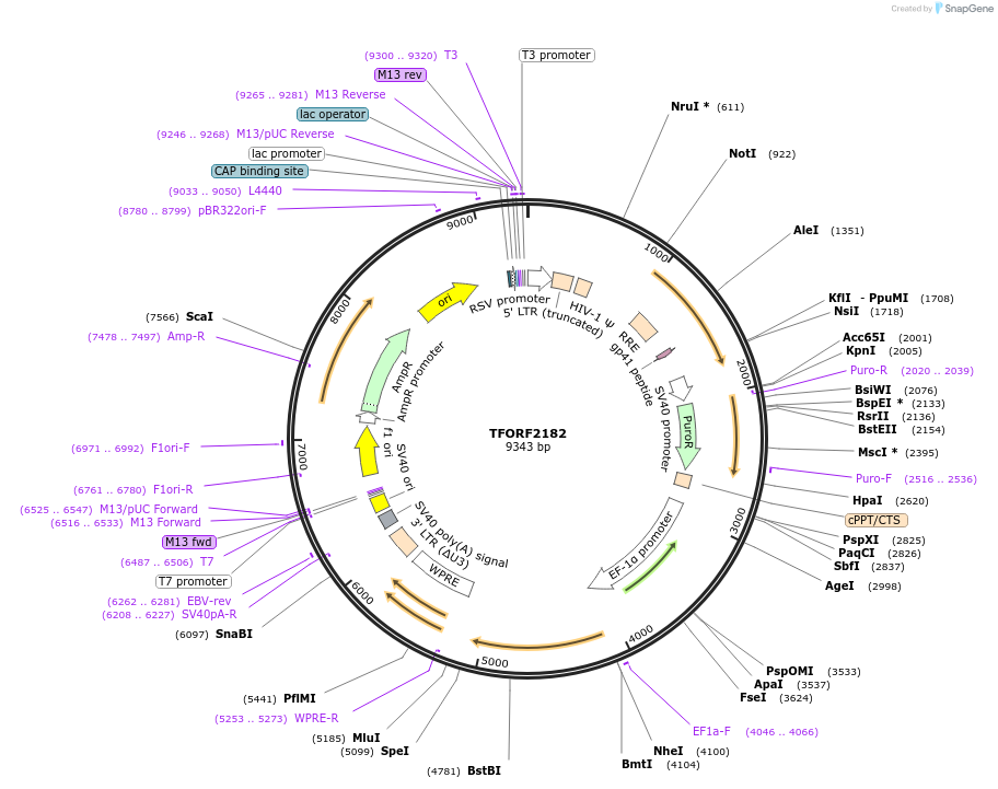 142922-plasmid-map-sequence-id-397279