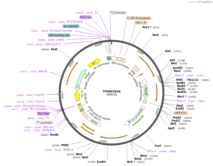 142968-plasmid-map-sequence-id-397286