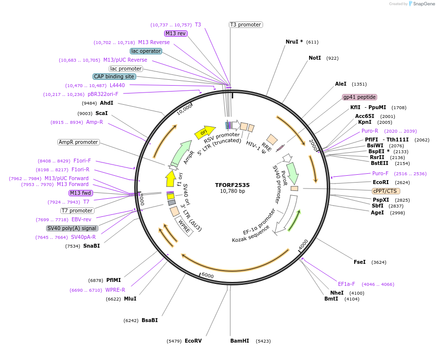 142956-plasmid-map-sequence-id-397292