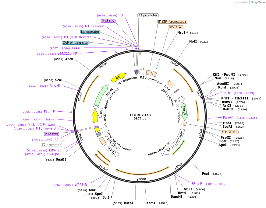 142936-plasmid-map-sequence-id-397293