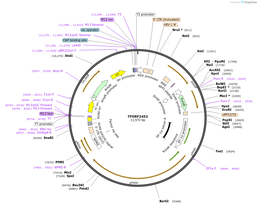 142945-plasmid-map-sequence-id-397303