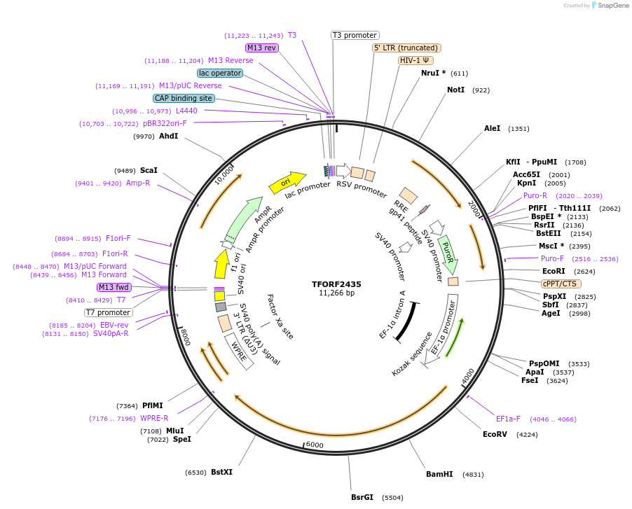 142941-plasmid-map-sequence-id-397313