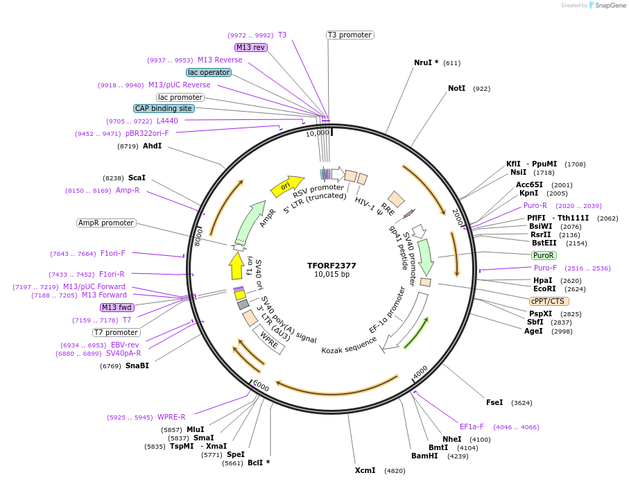 142938-plasmid-map-sequence-id-397317