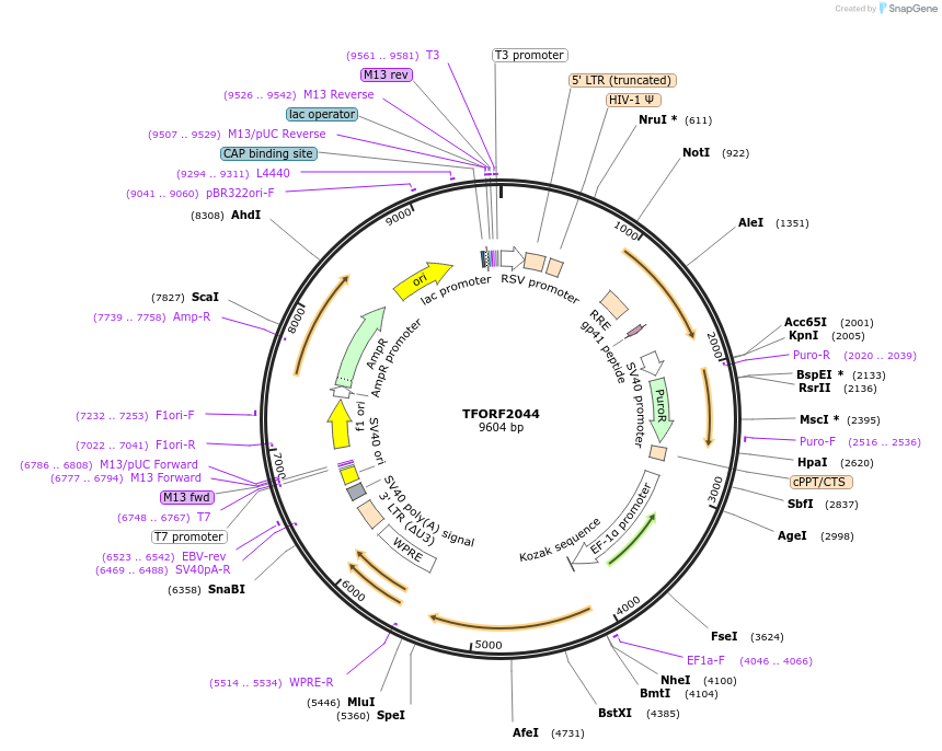 142909-plasmid-map-sequence-id-397318