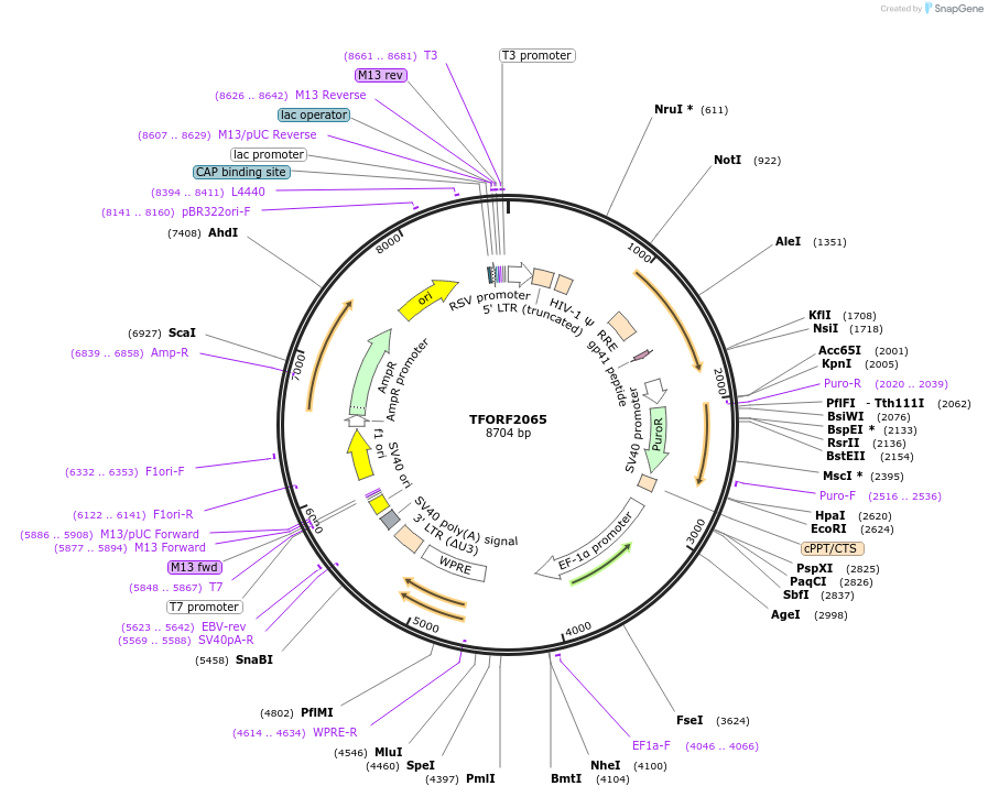 142915-plasmid-map-sequence-id-397321