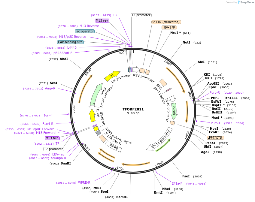 142996-plasmid-map-sequence-id-397323