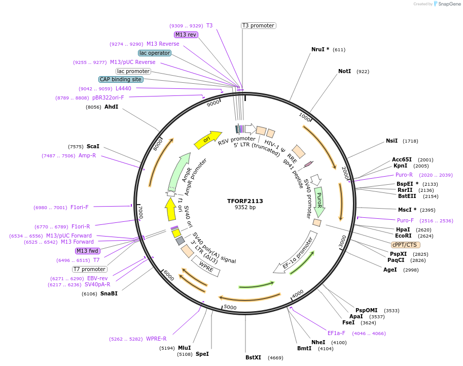 142916-plasmid-map-sequence-id-397325