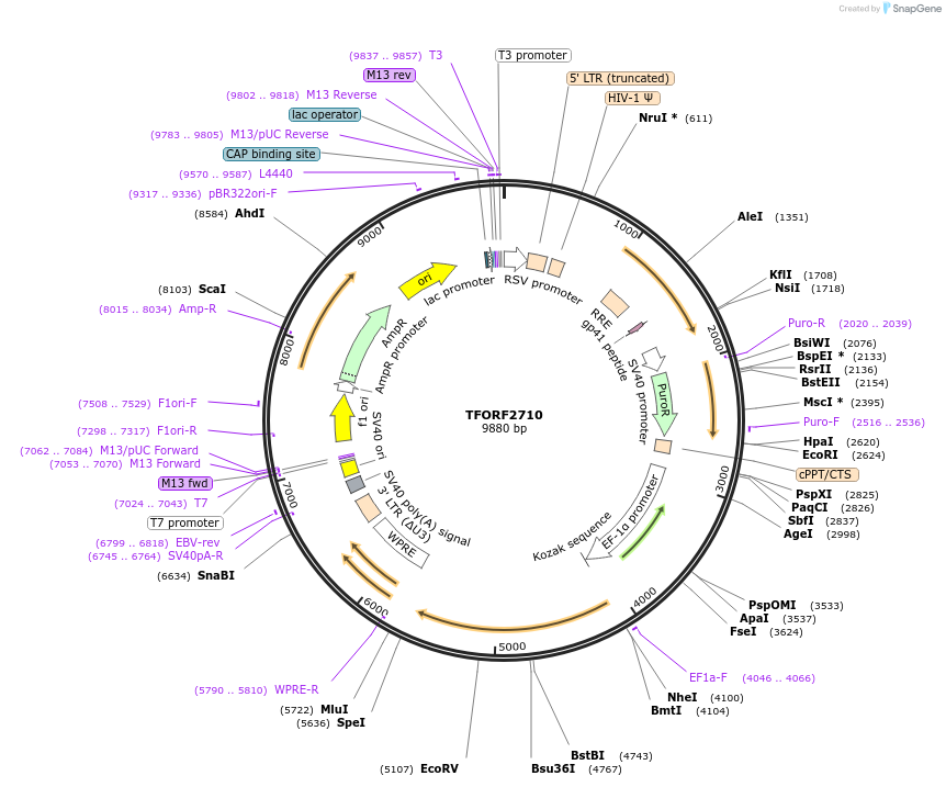 142980-plasmid-map-sequence-id-397328
