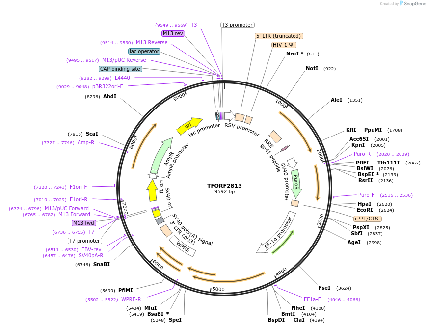 142997-plasmid-map-sequence-id-397330