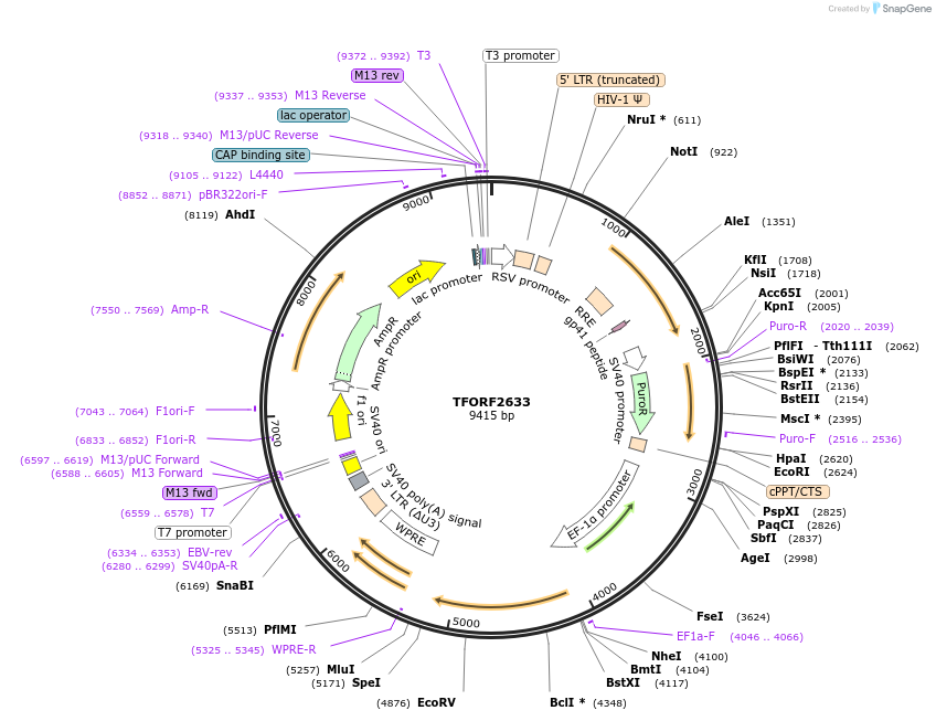 142967-plasmid-map-sequence-id-397333