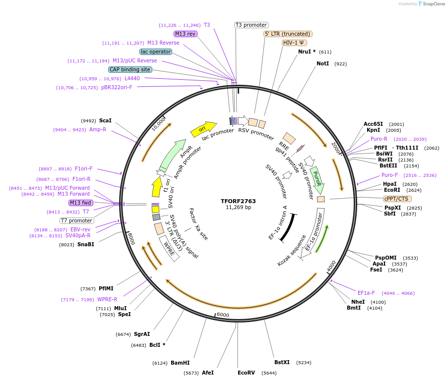 142984-plasmid-map-sequence-id-397334