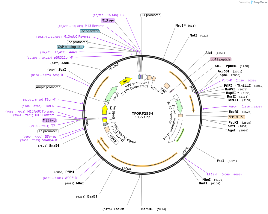 142955-plasmid-map-sequence-id-397335