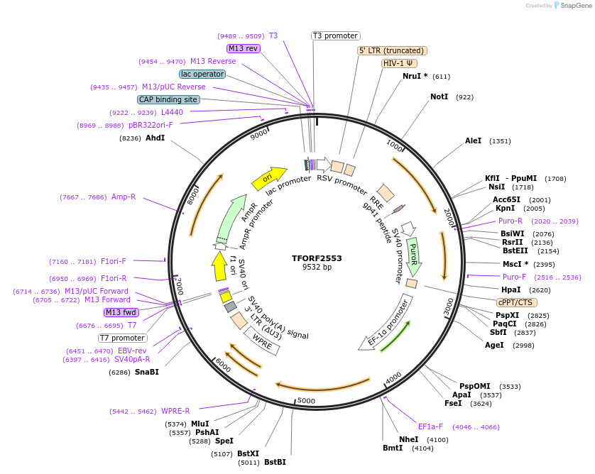 142958-plasmid-map-sequence-id-397336