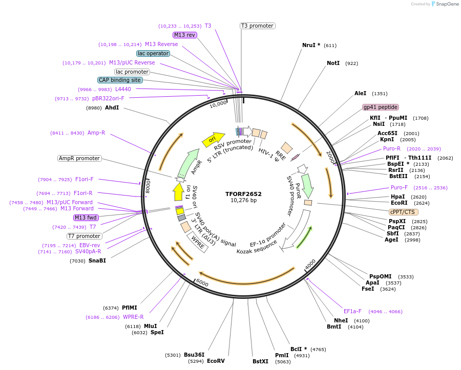 142969-plasmid-map-sequence-id-397337
