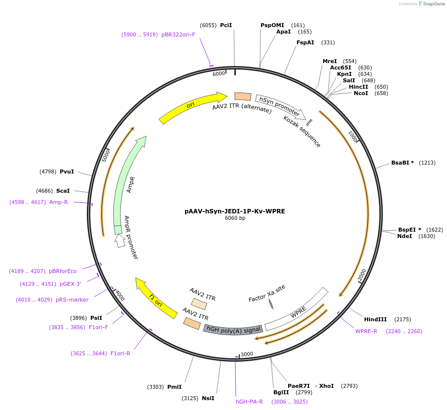 202612-plasmid-map-sequence-id-397347