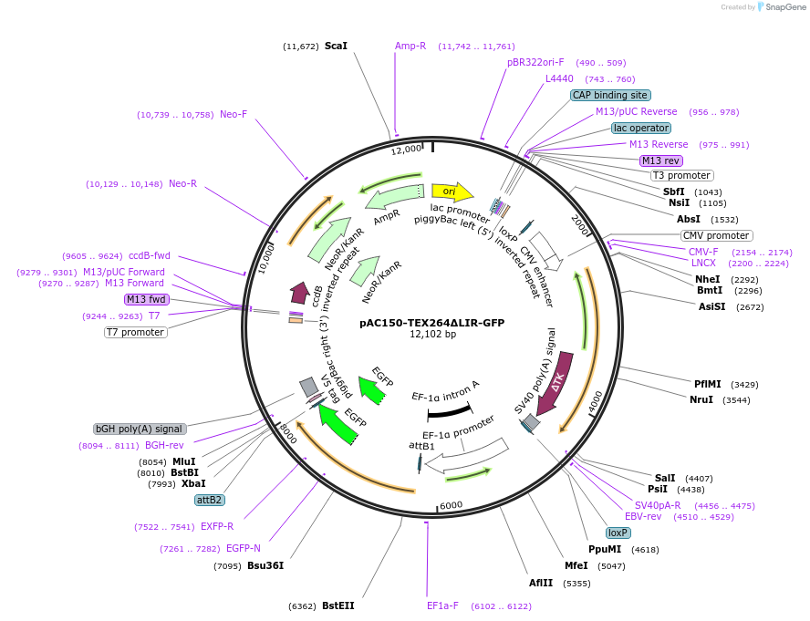 201930-plasmid-map-sequence-id-397349