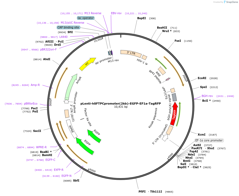 201681-plasmid-map-sequence-id-397382