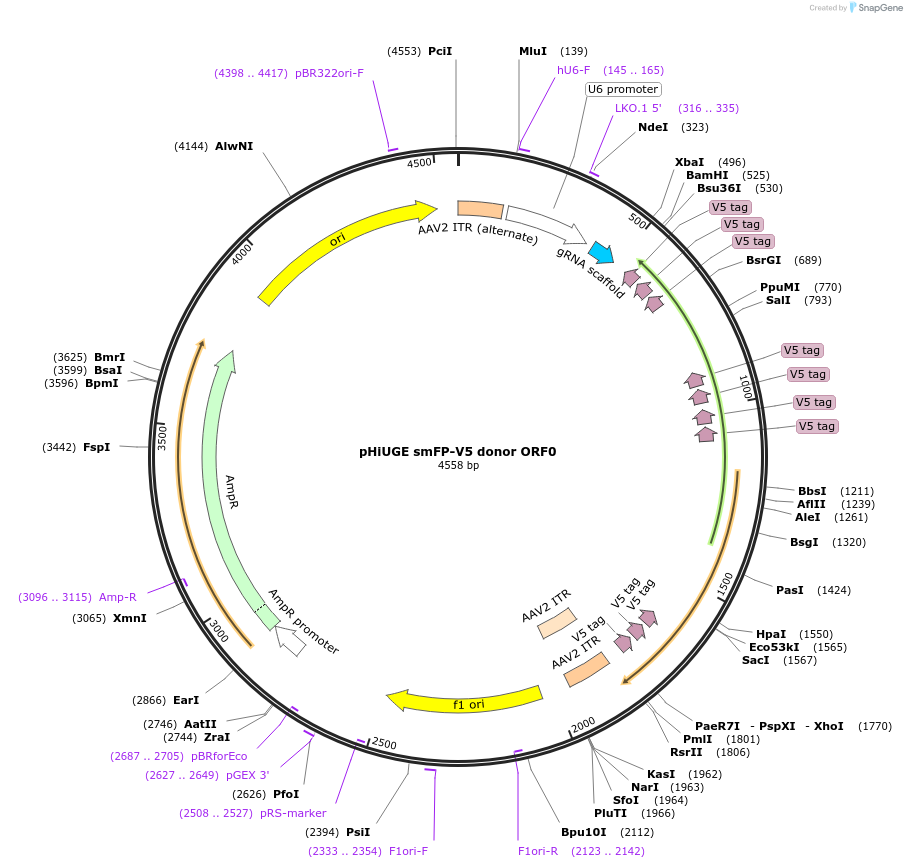 200380-plasmid-map-sequence-id-397388