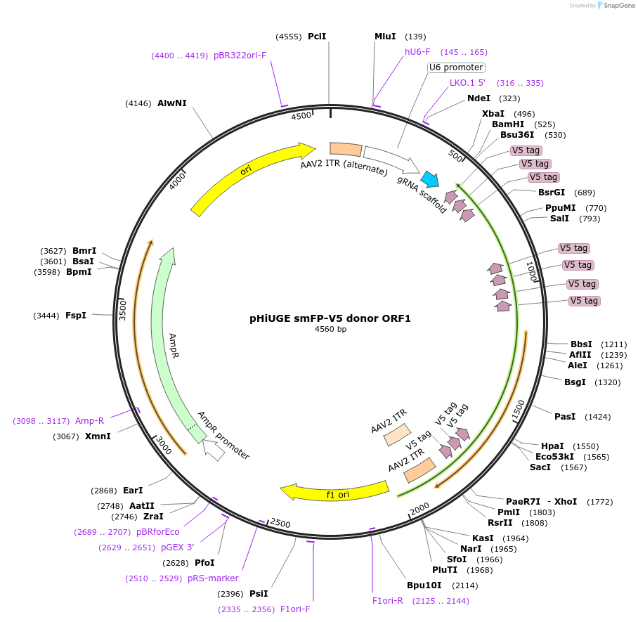 200381-plasmid-map-sequence-id-397389