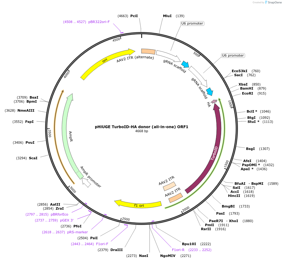 200384-plasmid-map-sequence-id-397392