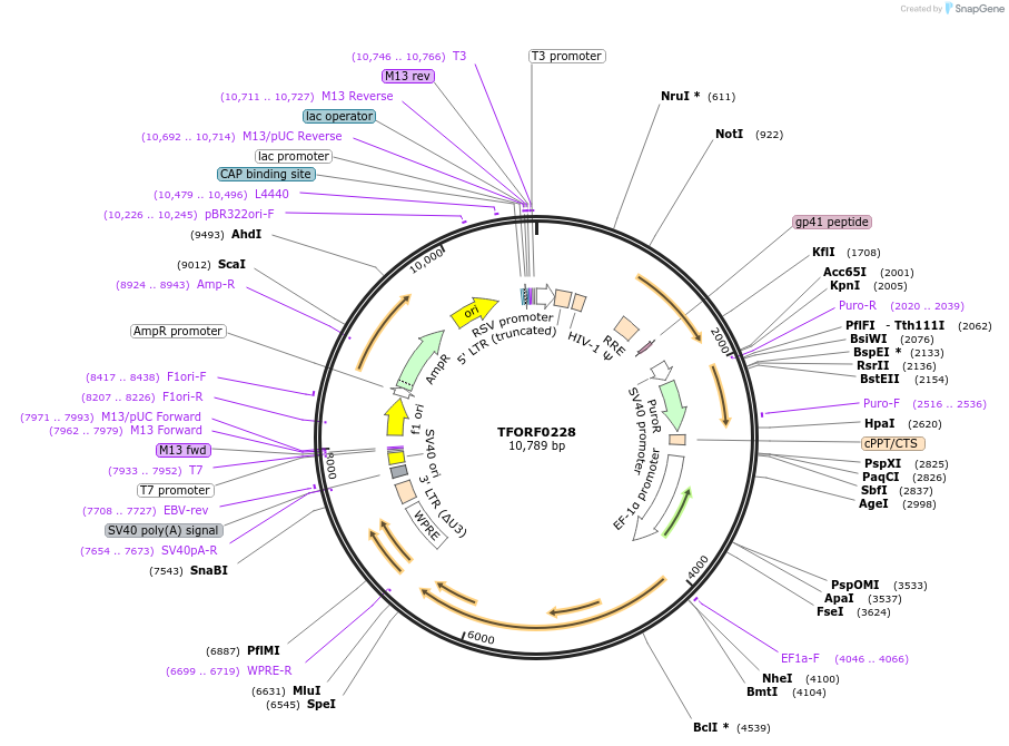 143205-plasmid-map-sequence-id-397407