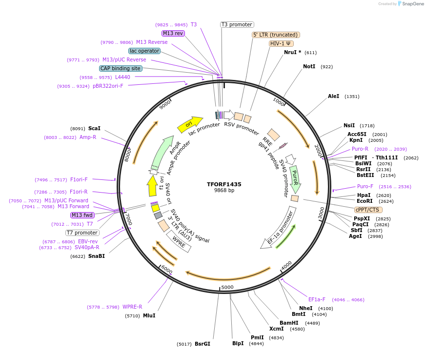 143272-plasmid-map-sequence-id-397427