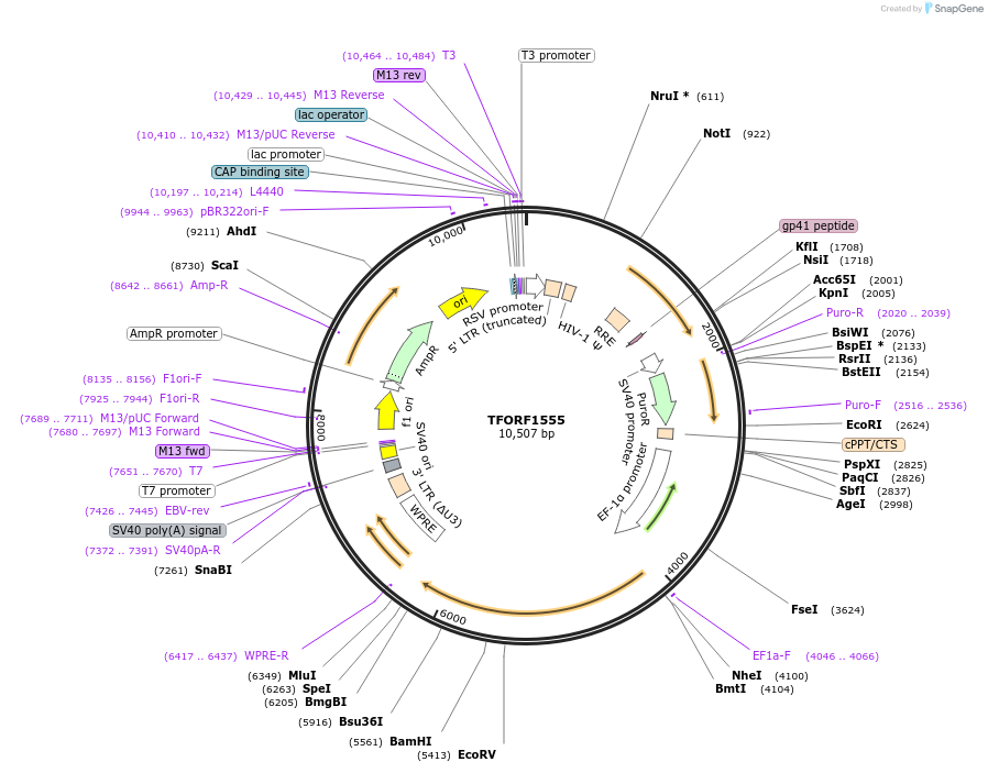 143825-plasmid-map-sequence-id-397452