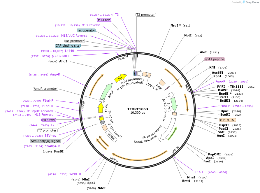 142872-plasmid-map-sequence-id-397483